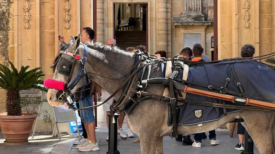 A horse in carriage gear with a background of a line of people looking at a decadent building, the fascade and doorway of which is seen in the image.