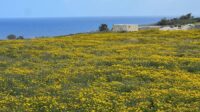 A field of yellow flowers and a horizon of the sea seen in the very background.