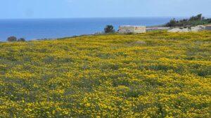 A field of yellow flowers and a horizon of the sea seen in the very background.