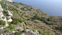 A downwards perspective of rocks with vegetation on them and the sea at the bottom