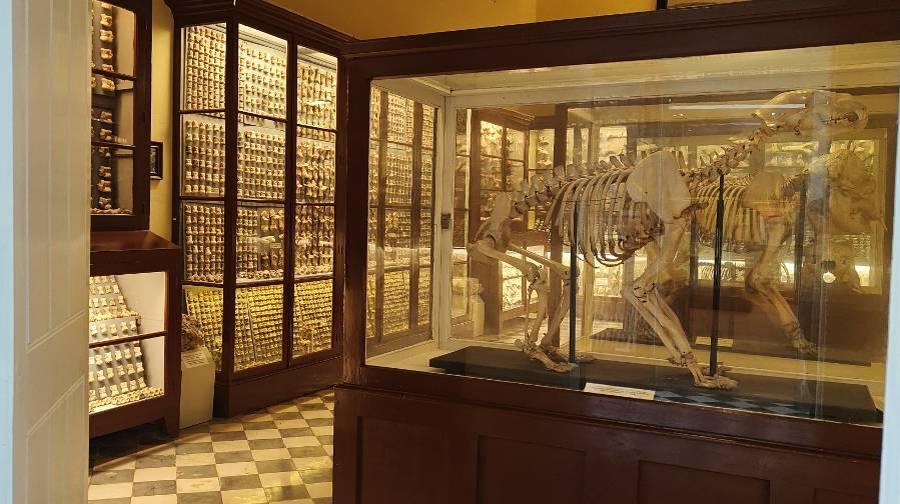 A number of brightly lit glass cases with animal bones and remains inside and a full reconstructed skeleton in the case nearest