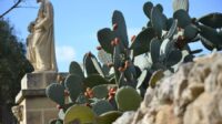 Prickly pear cluster in a foreground with an image of a statue of two figures, one an adult and the other a child.