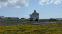 A field of yellow flowers with a small chapel seen in the middle